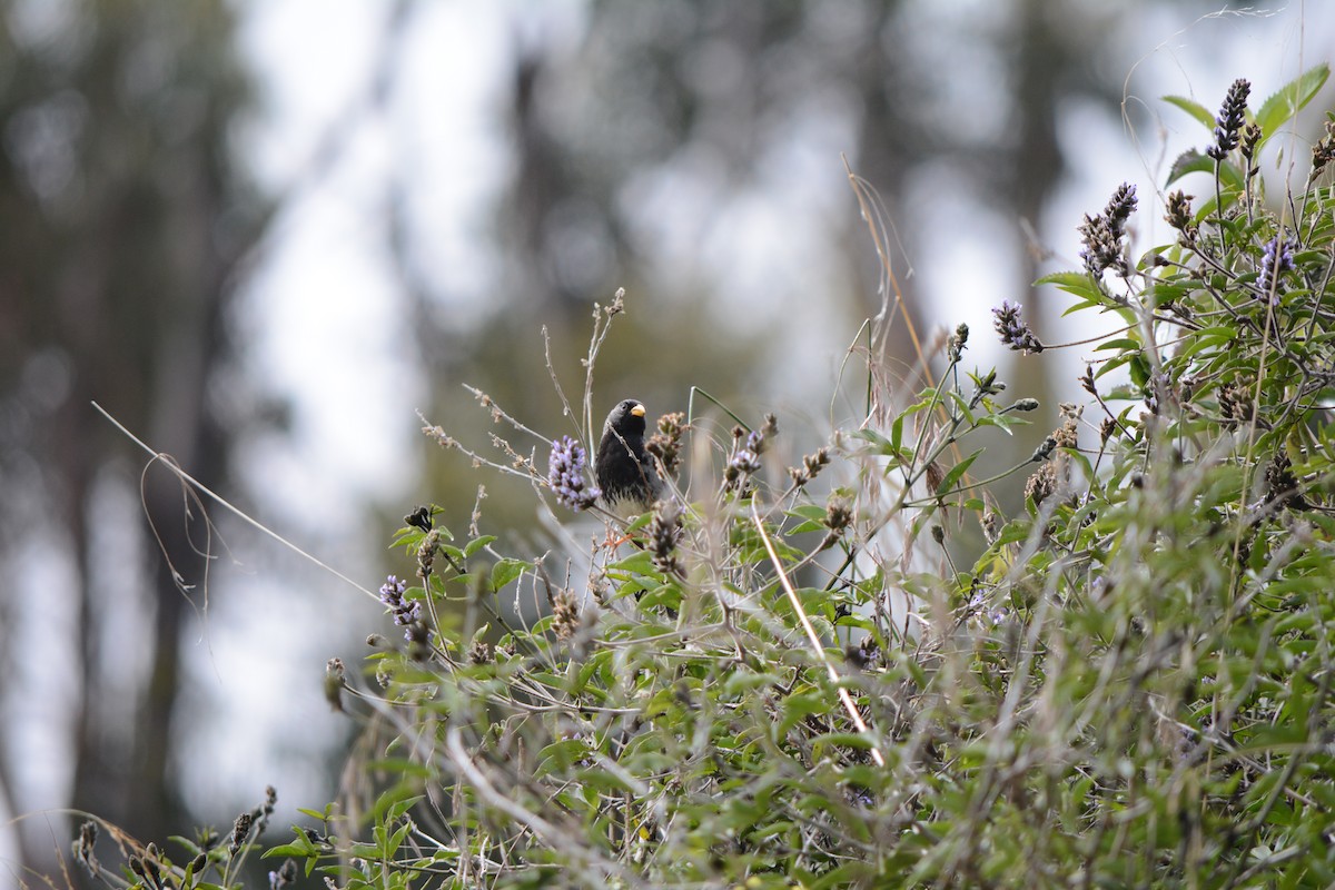 Mourning Sierra Finch - ML98910631