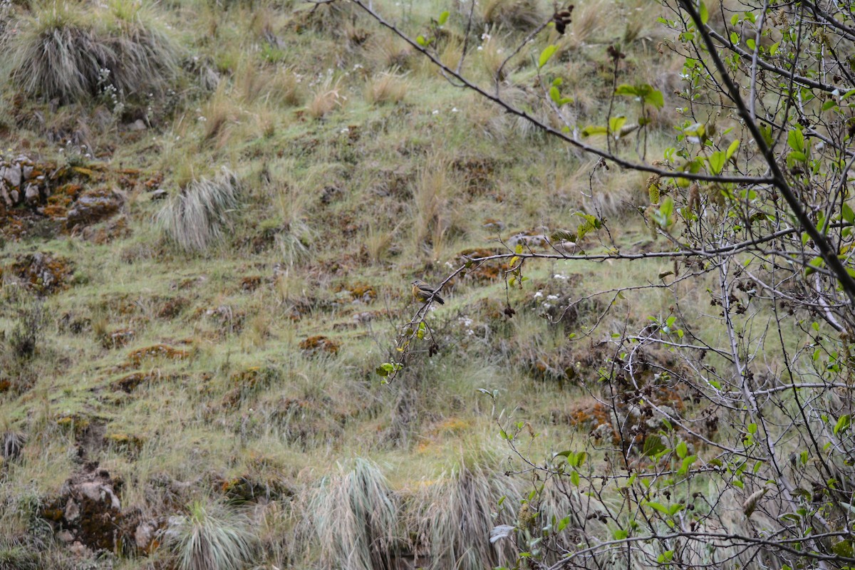 Peruvian Sierra Finch - ML98910711