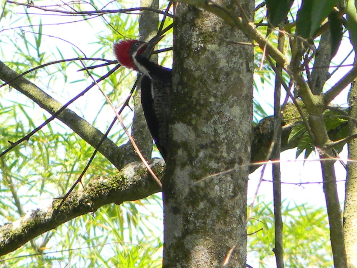 Lineated Woodpecker - Alejandro Lema