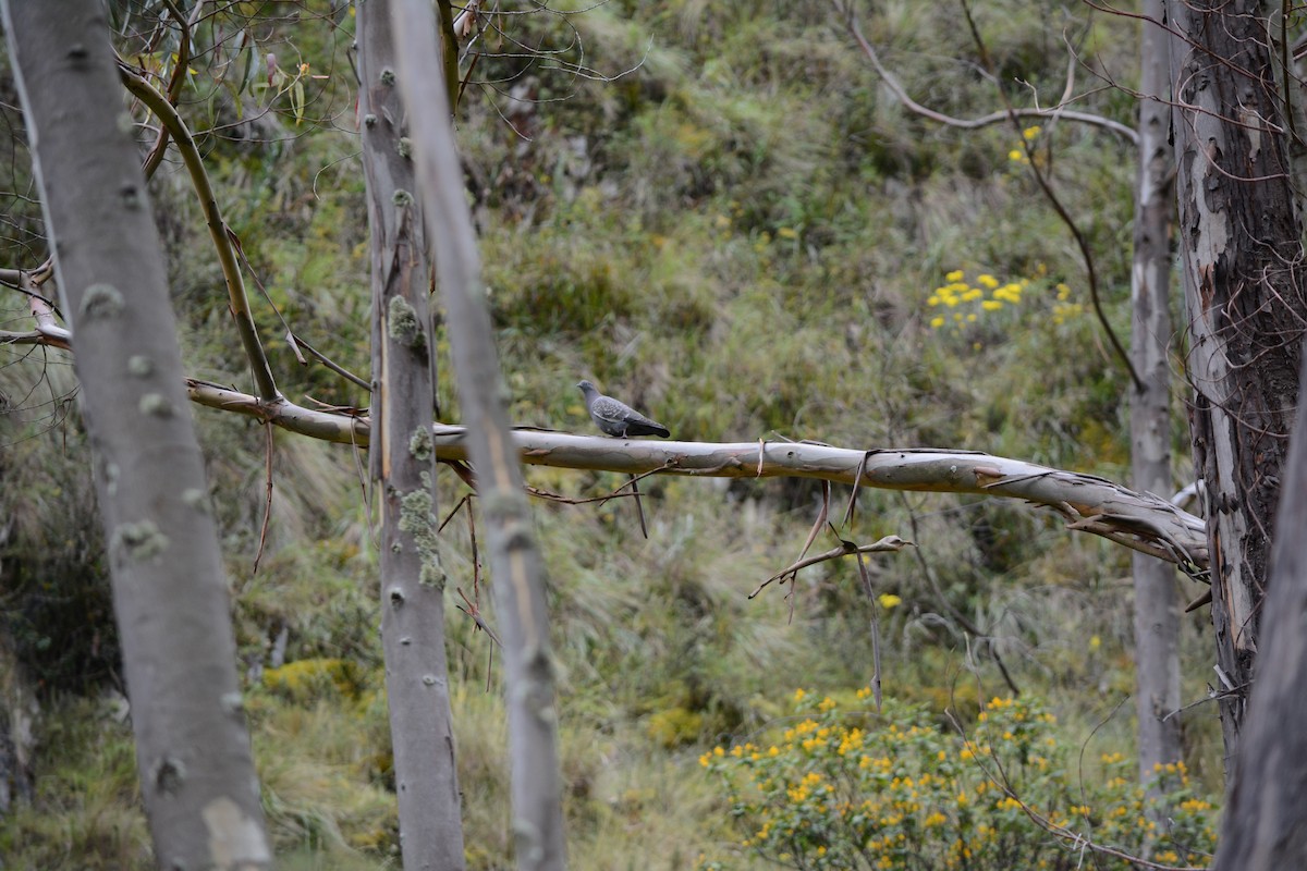 Spot-winged Pigeon - ML98911811