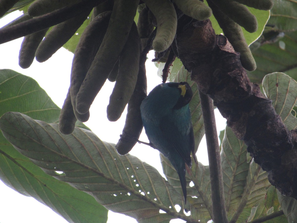 Green Honeycreeper - ML98912221