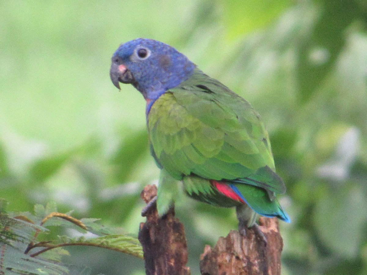 Pione à tête bleue - ML98912451