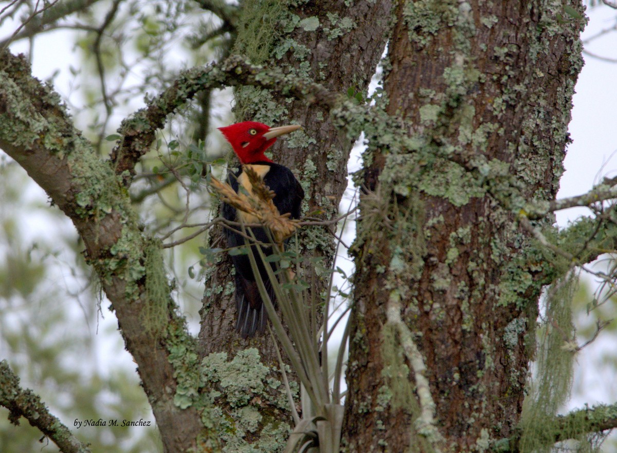 Cream-backed Woodpecker - ML98914241