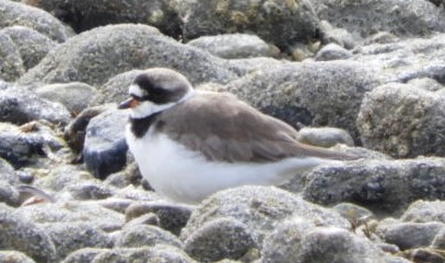 Semipalmated Plover - ML98915081