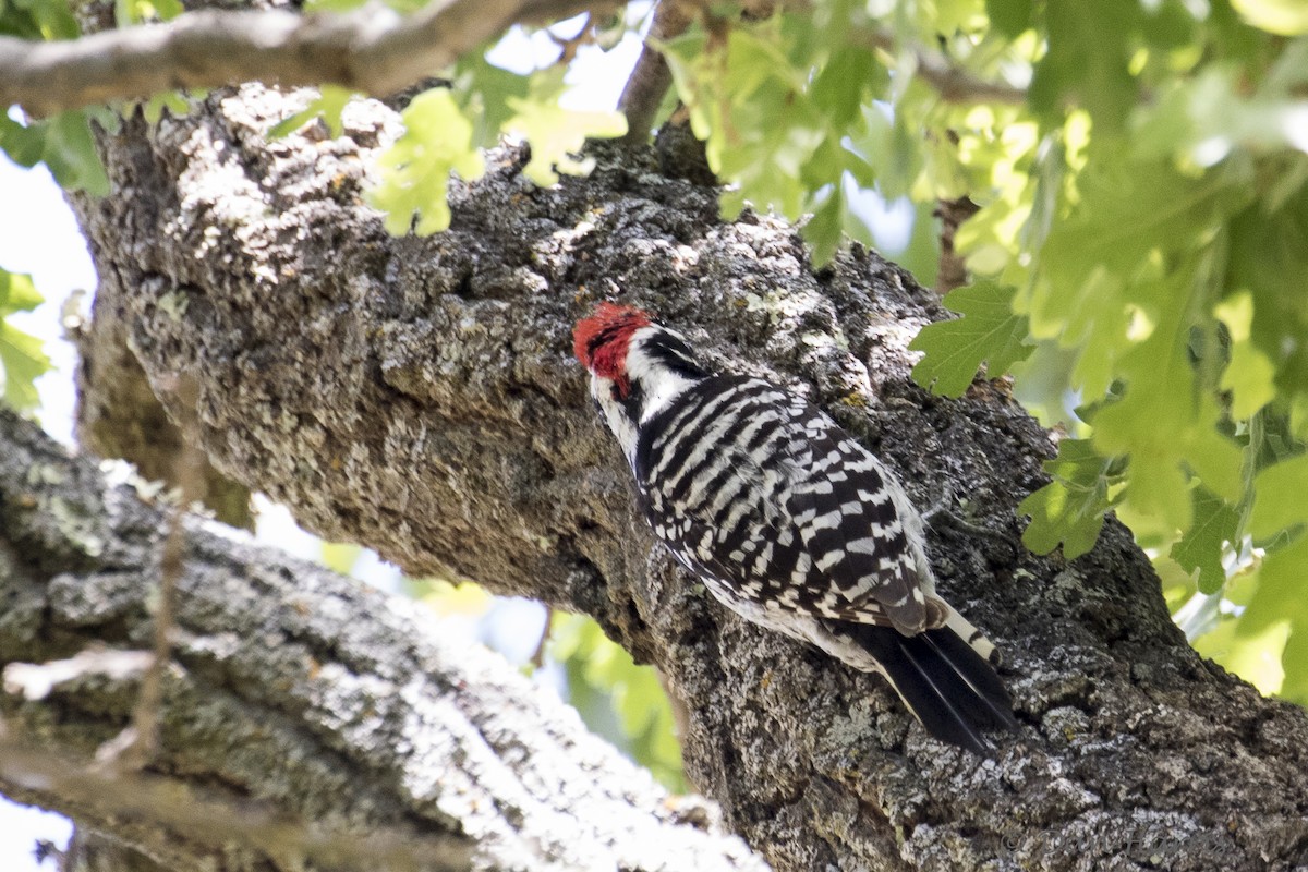 Nuttall's Woodpecker - ML98915681