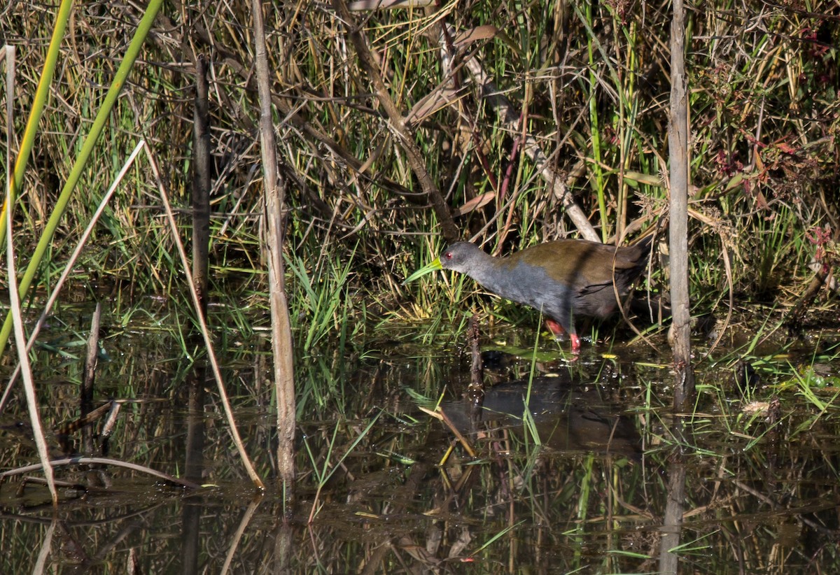 Blackish Rail - ML98918071