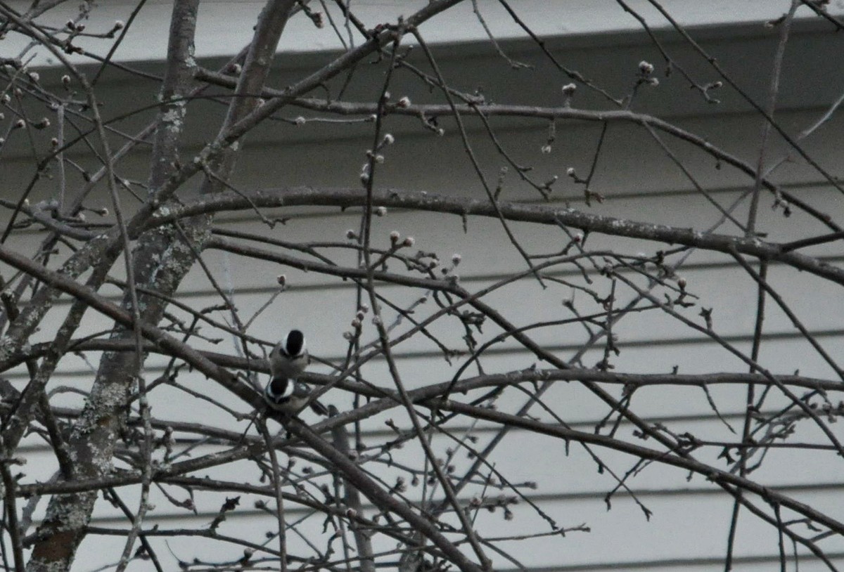 Black-capped Chickadee - ML98918141