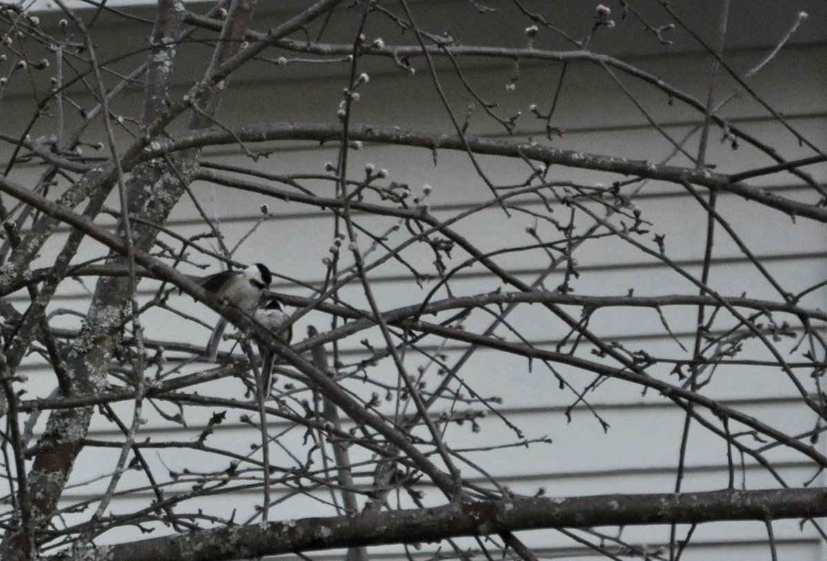 Black-capped Chickadee - ML98918281