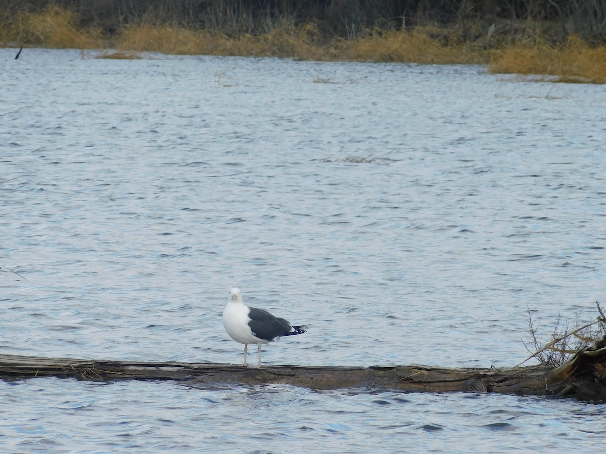 Great Black-backed Gull - Samson Bierig