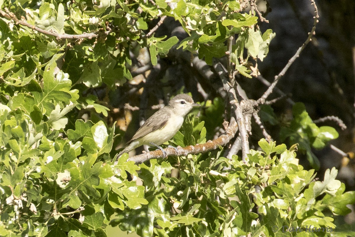 Ötücü Vireo - ML98918781