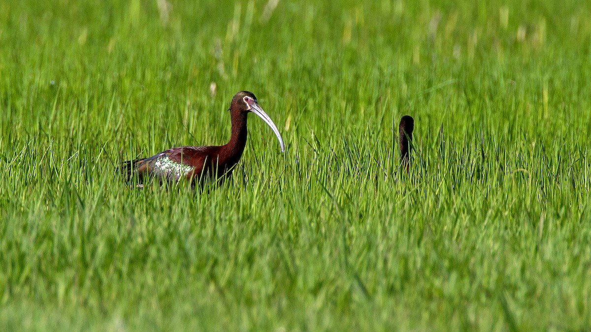 White-faced Ibis - Craig  Wolman