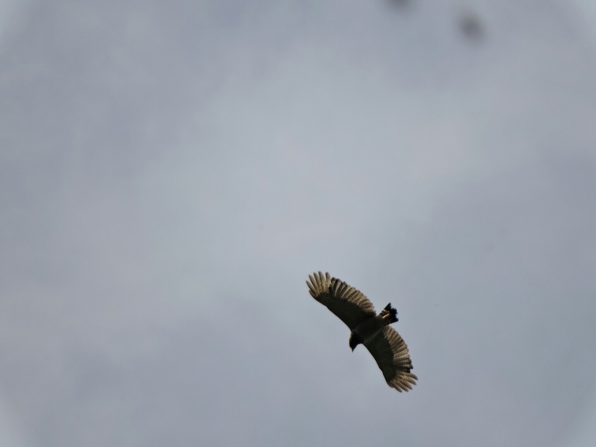 Barred Hawk - ML98920671