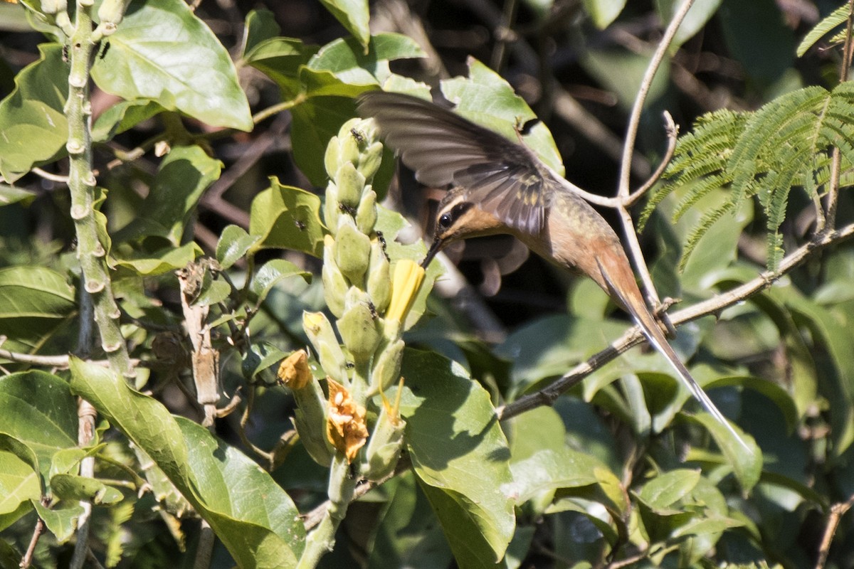 Солнечный колибри-отшельник - ML98920901