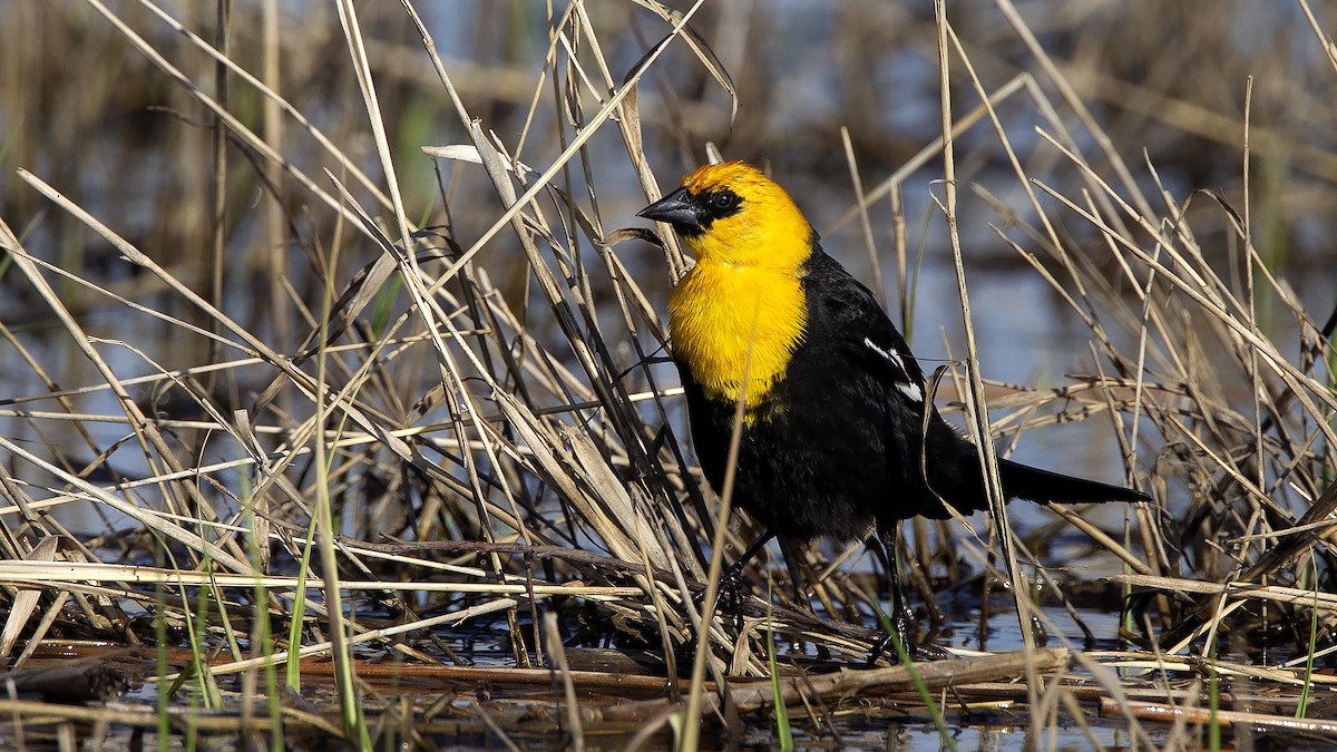 Yellow-headed Blackbird - Craig  Wolman