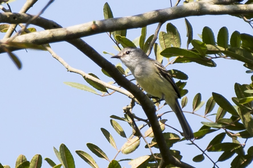 White-crested Tyrannulet (Sulphur-bellied) - ML98921151