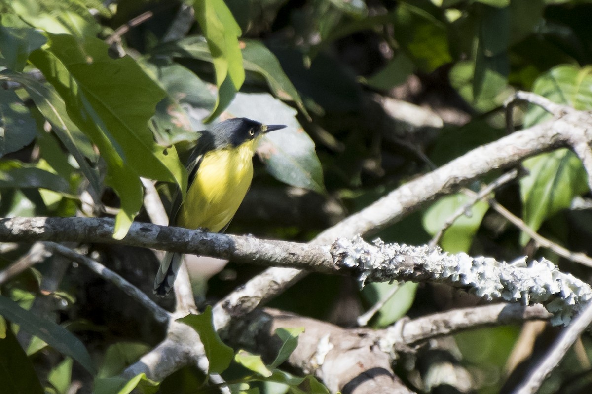 Common Tody-Flycatcher - ML98921351