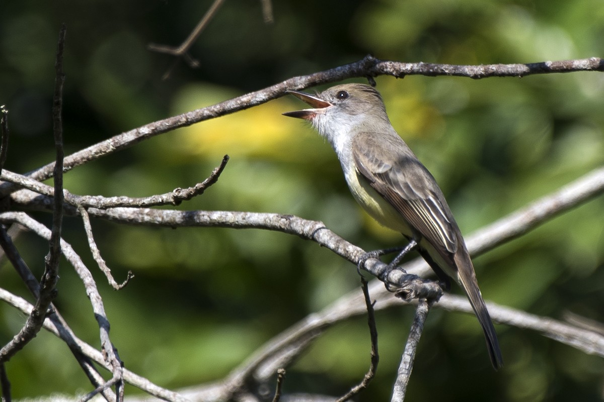 tanımsız Myiarchus sp. - ML98921551