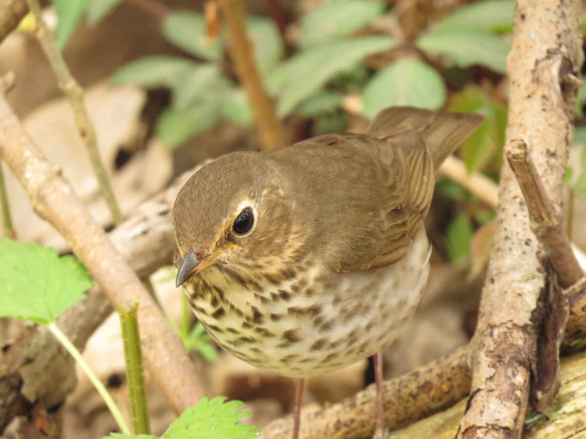 Swainson's Thrush - ML98921761