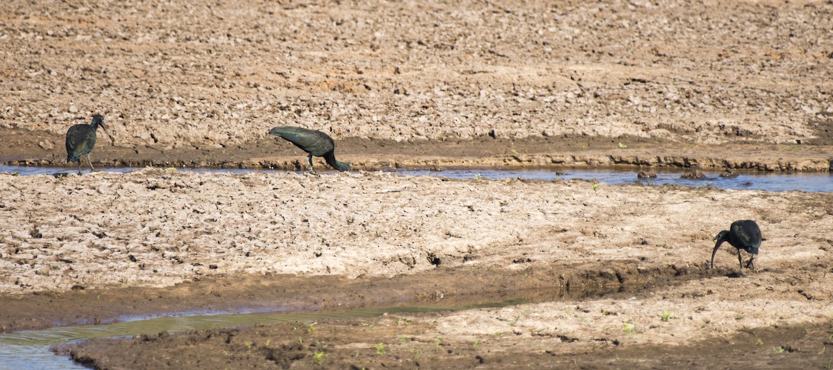 Green Ibis - ML98924071