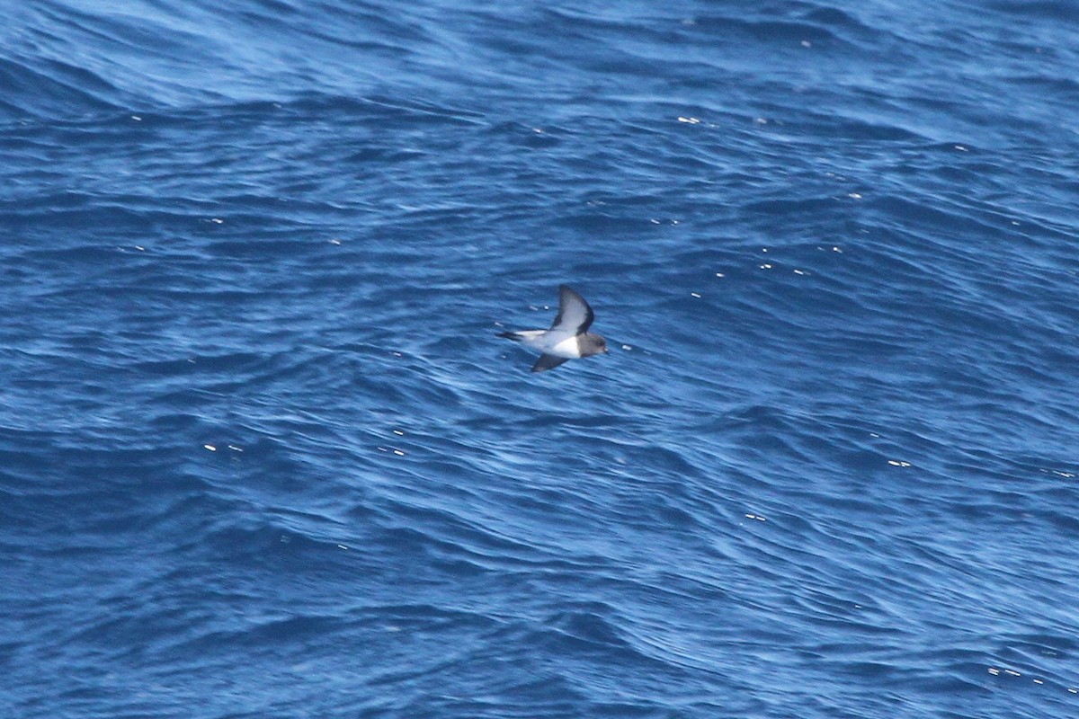 Gray-backed Storm-Petrel - ML98925451