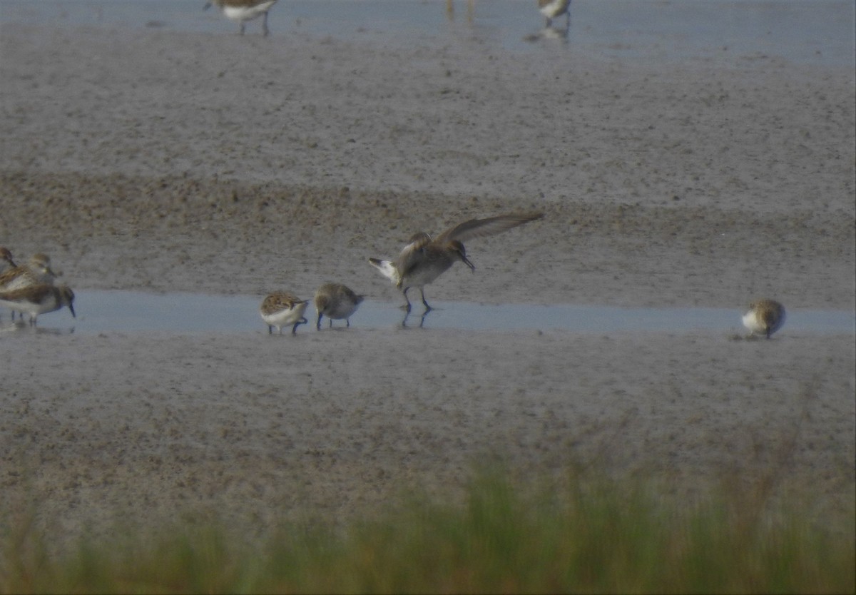 White-rumped Sandpiper - ML98926021