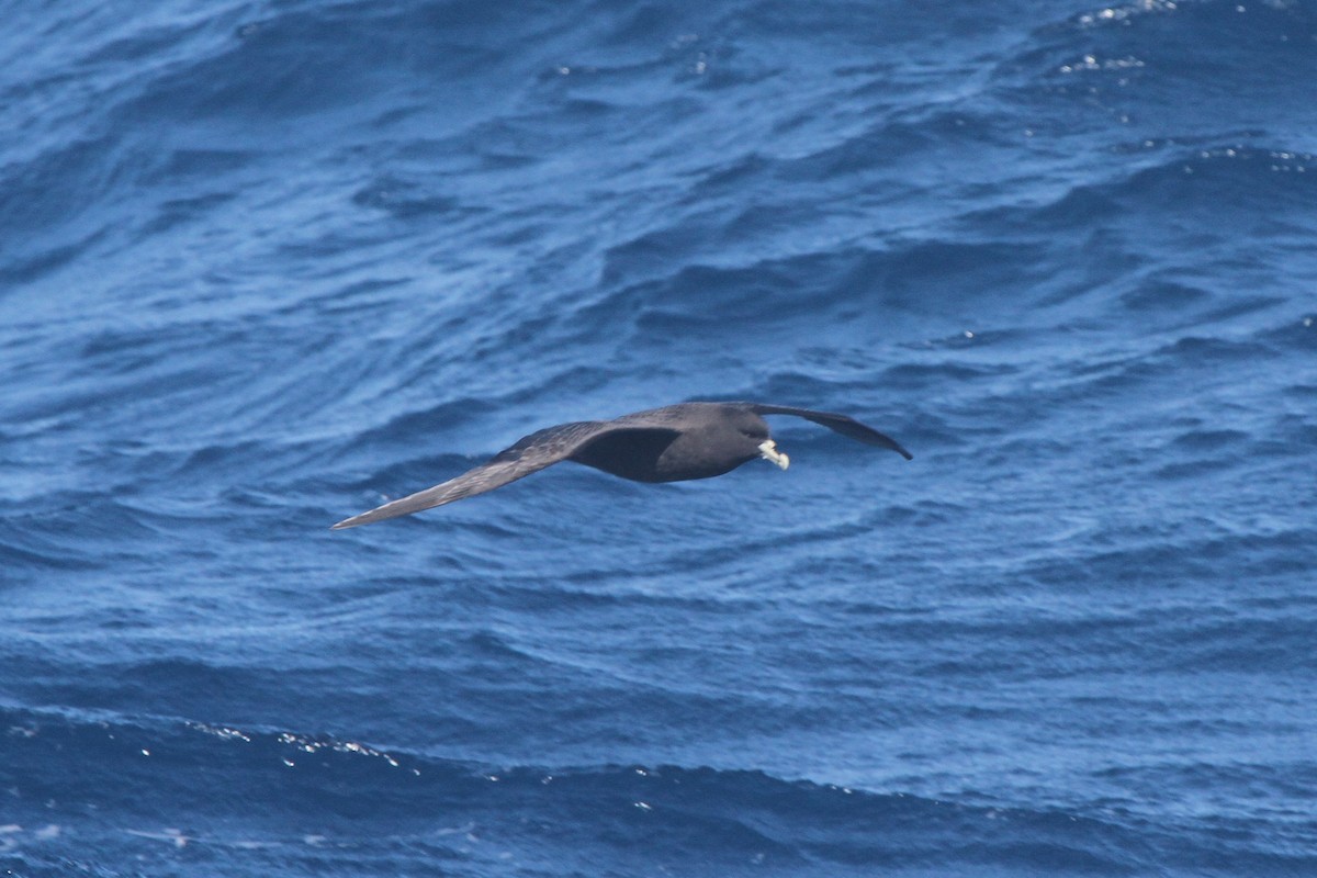 White-chinned Petrel - ML98926101