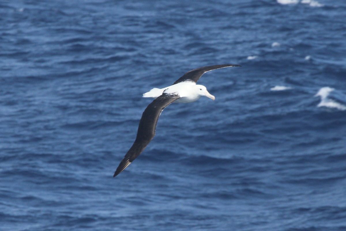 Albatros Real del Norte - ML98926651