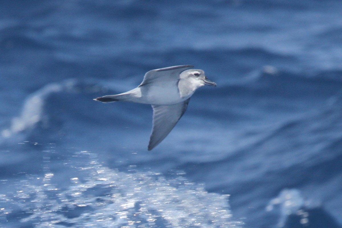 Broad-billed Prion - James (Jim) Holmes