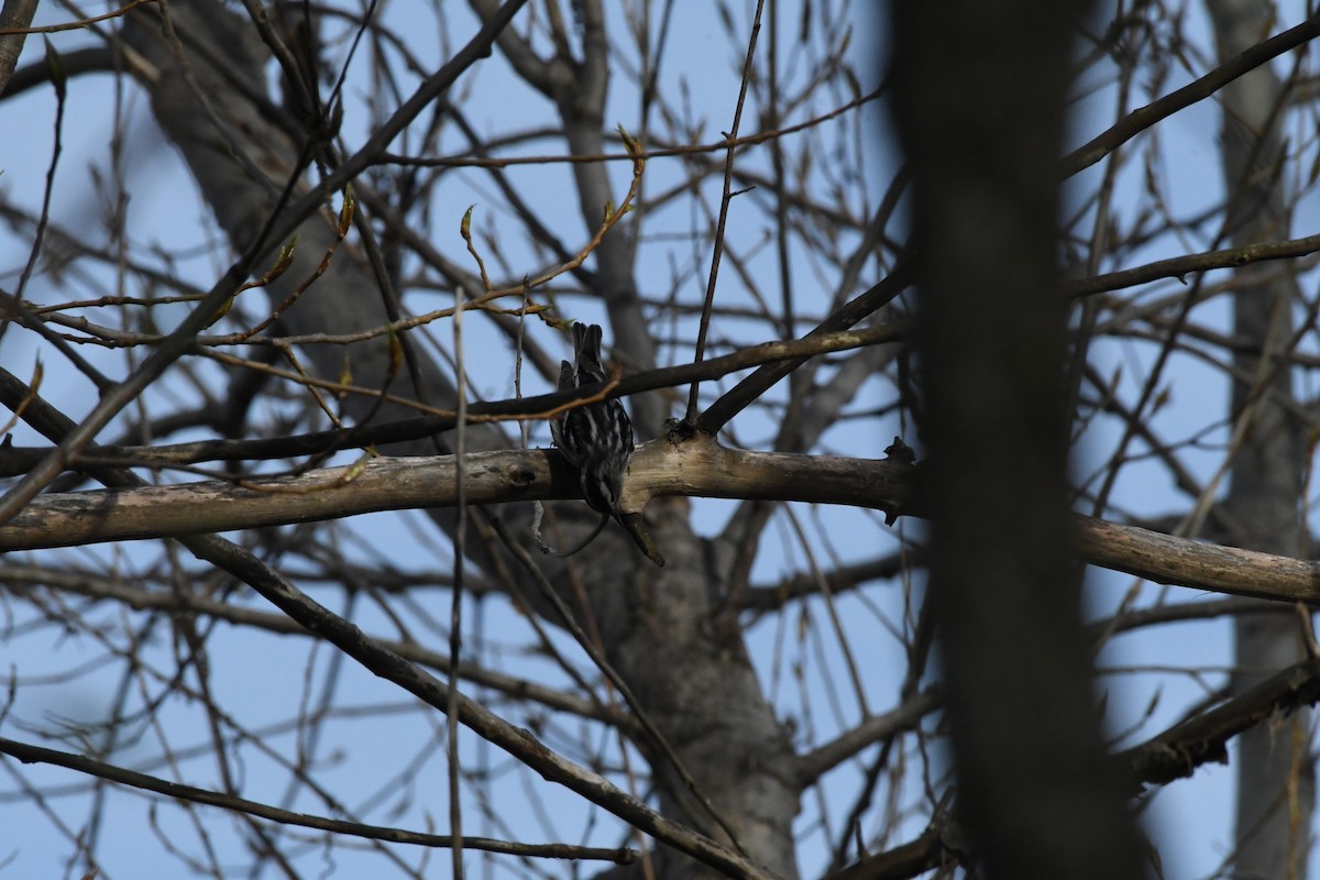 Black-and-white Warbler - Guy Lafond