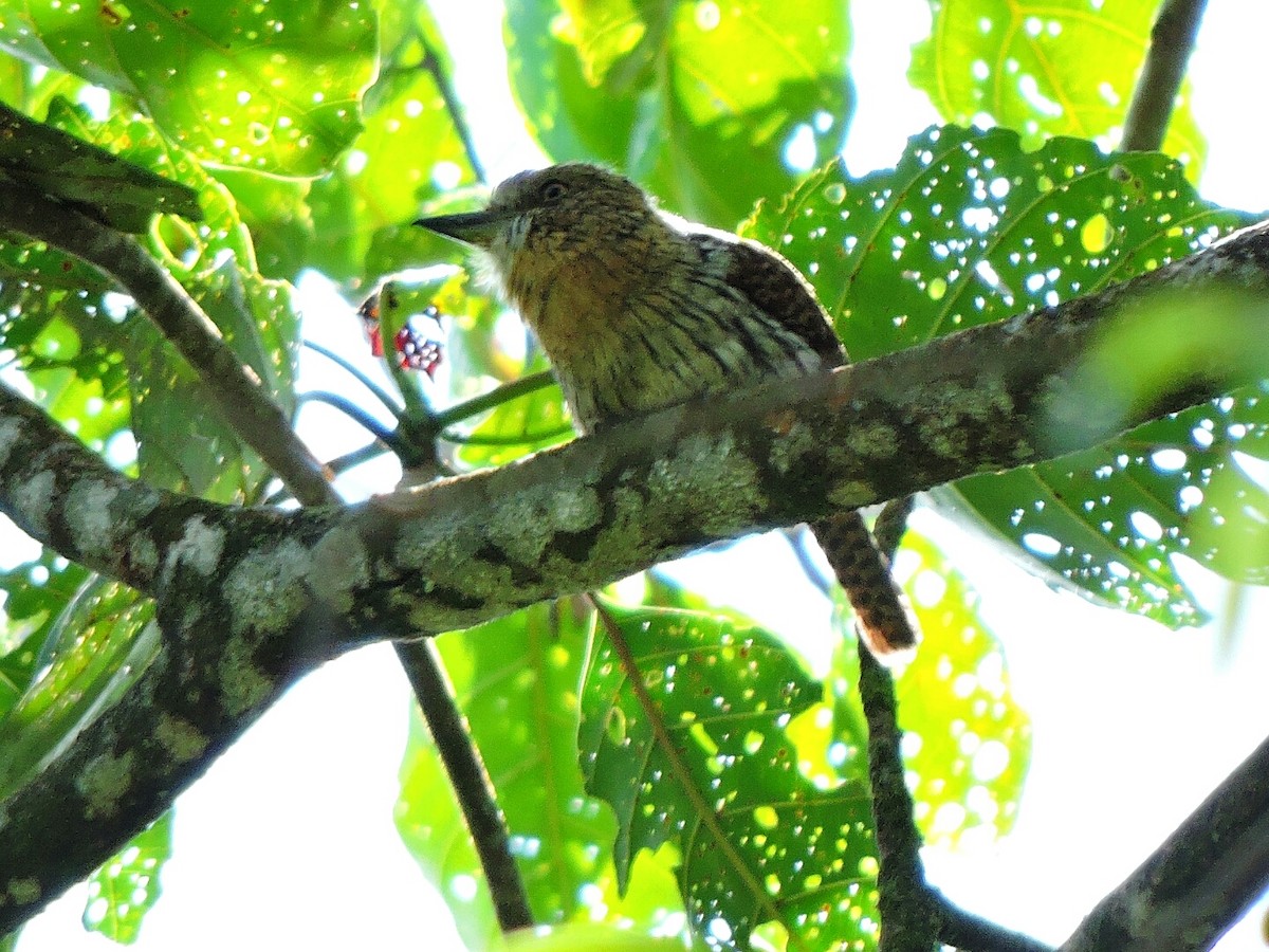 Western Striolated-Puffbird - ML98929801