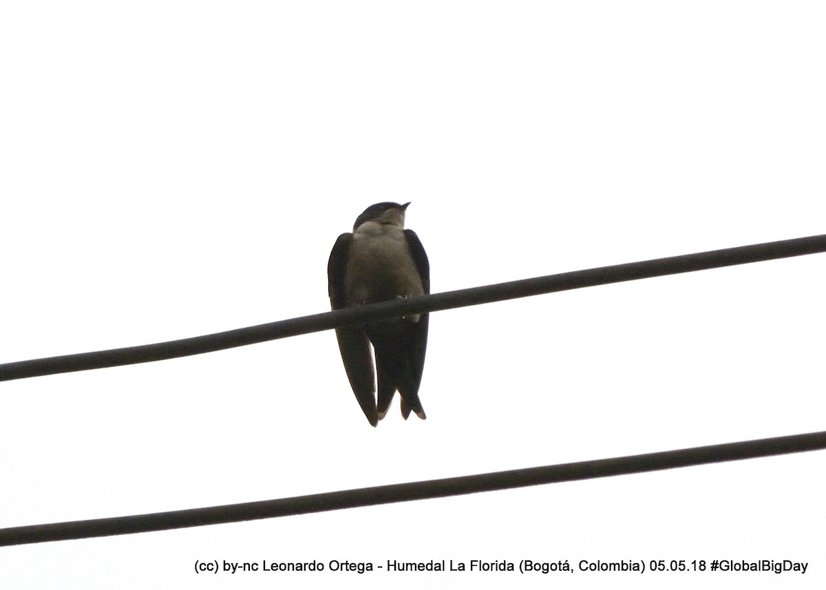 Brown-bellied Swallow - ML98930511