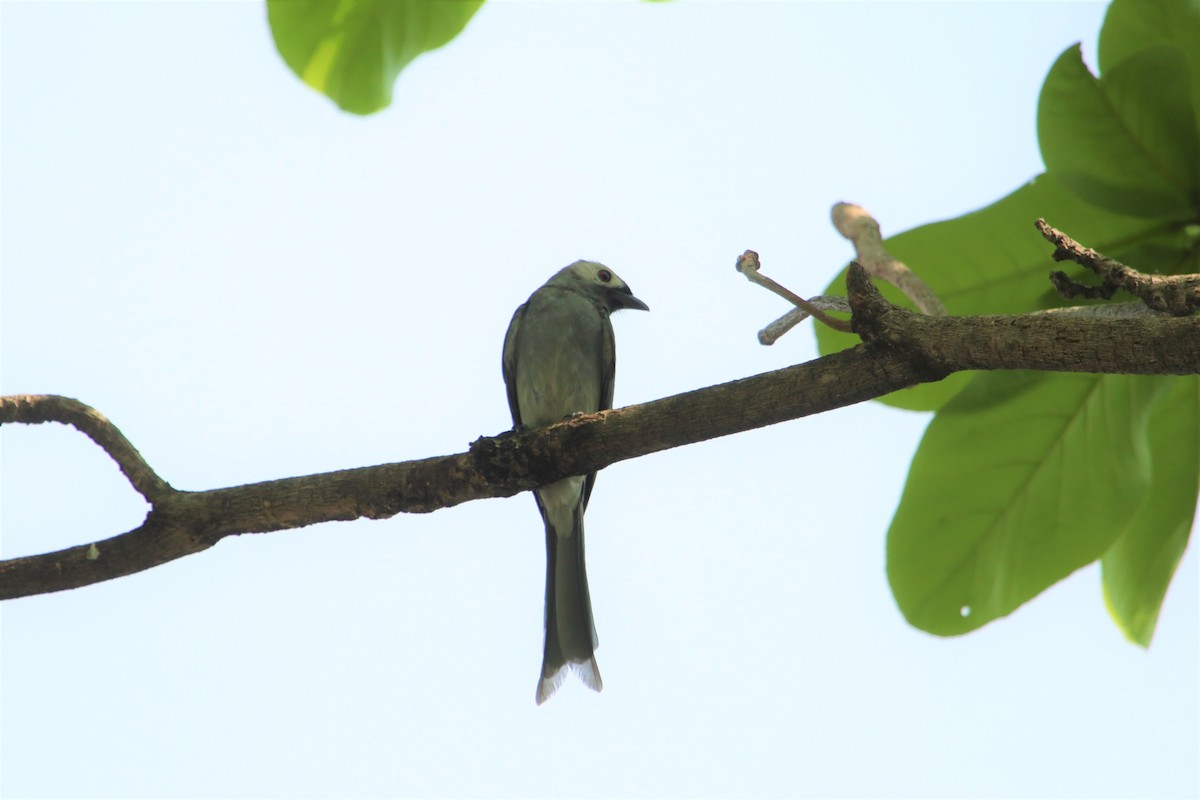 Drongo Cenizo - ML98932121