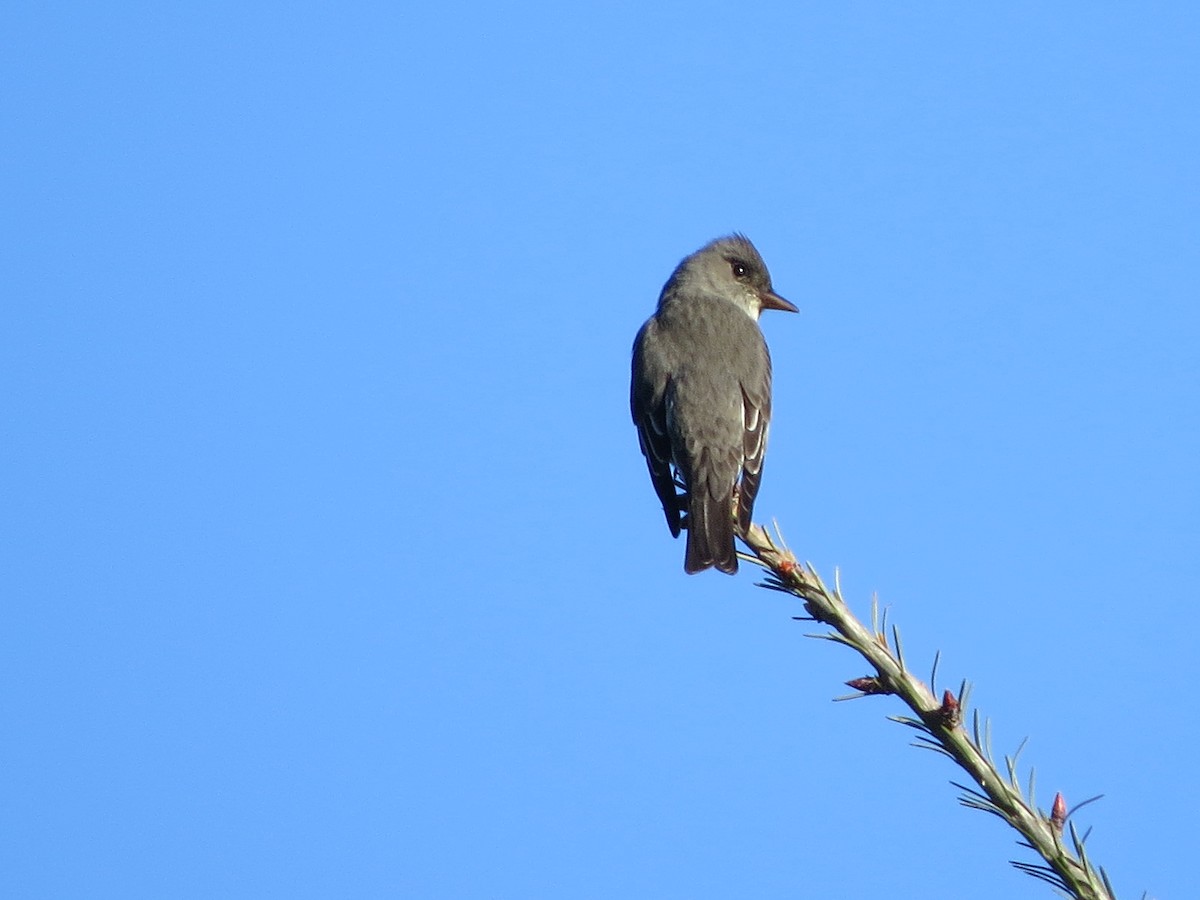 Olive-sided Flycatcher - ML98932321