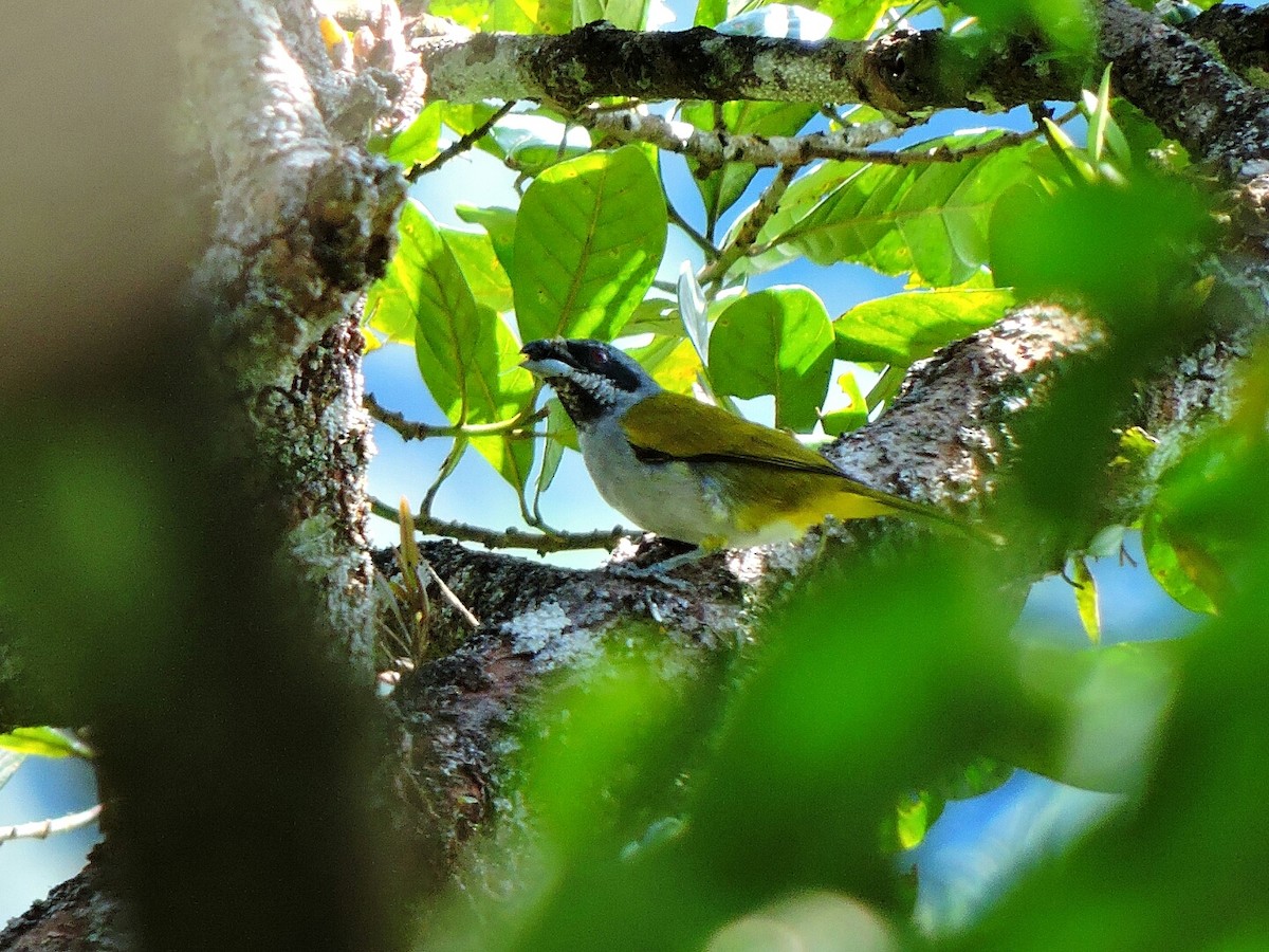 Yellow-shouldered Grosbeak - ML98932461