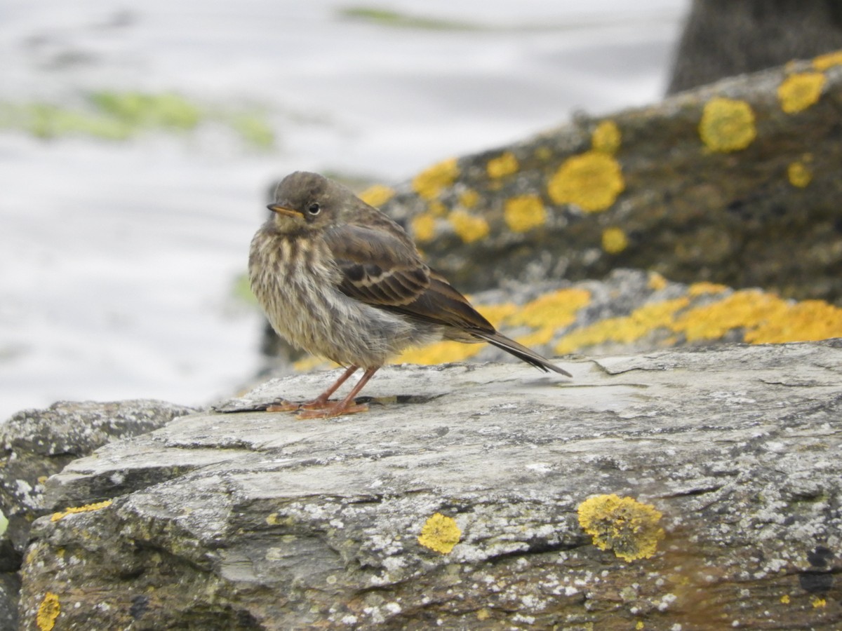 Rock Pipit - ML98932771