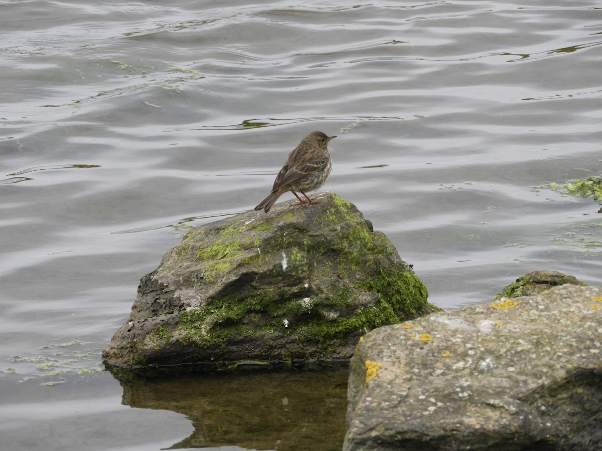 Rock Pipit - ML98932791