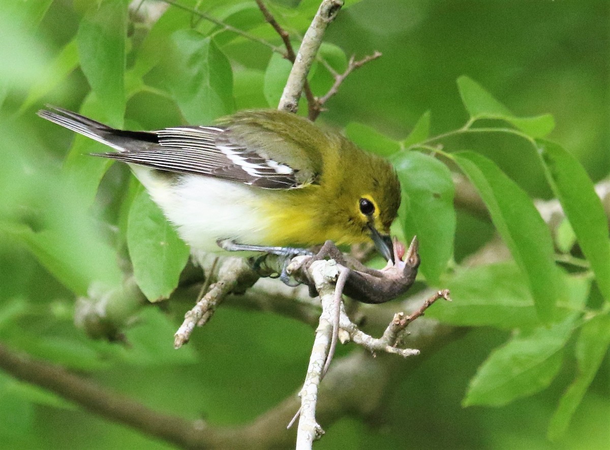 Yellow-throated Vireo - Ann Vaughan