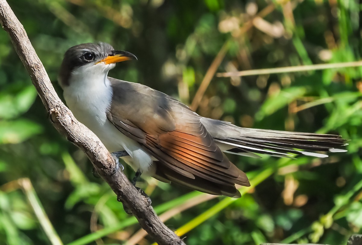 Yellow-billed Cuckoo - Dwayne Litteer