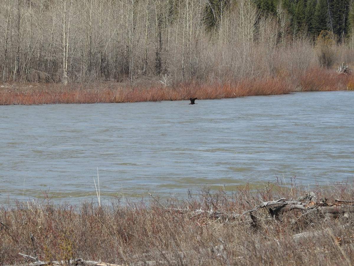 White-faced Ibis - Kate Stone