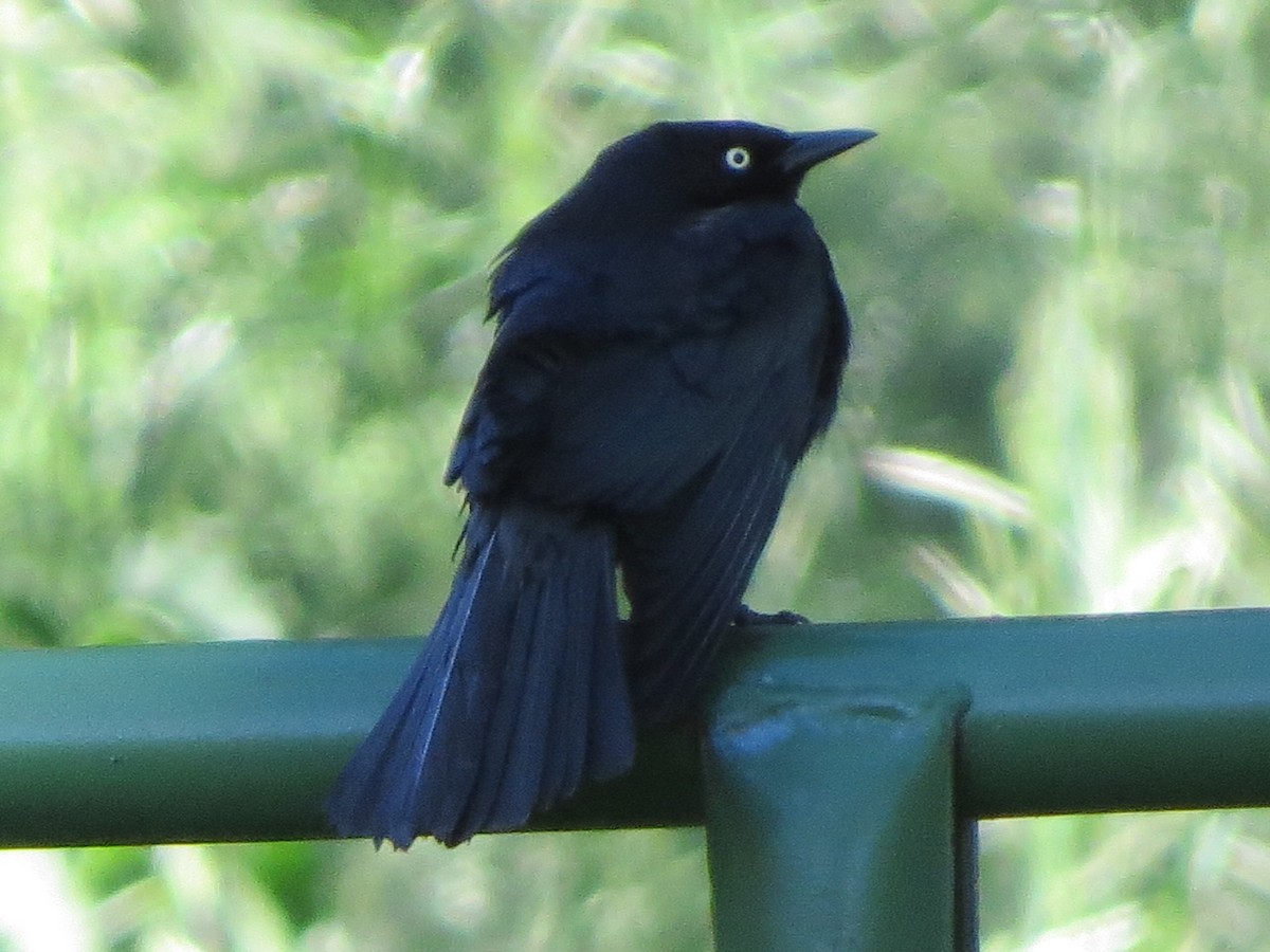 Brewer's Blackbird - Garth Harwood