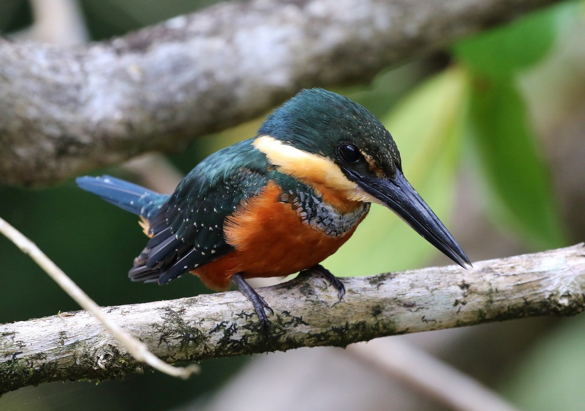 Green-and-rufous Kingfisher - ML98934951