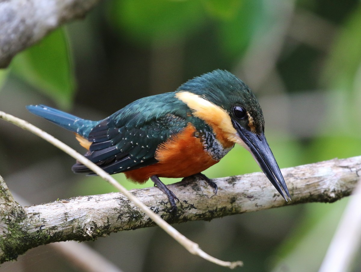 Green-and-rufous Kingfisher - ML98935061