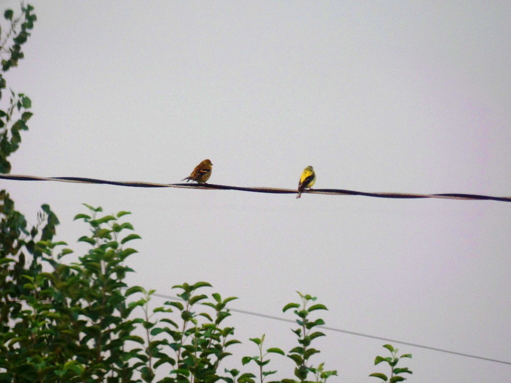 American Goldfinch - ML98935381