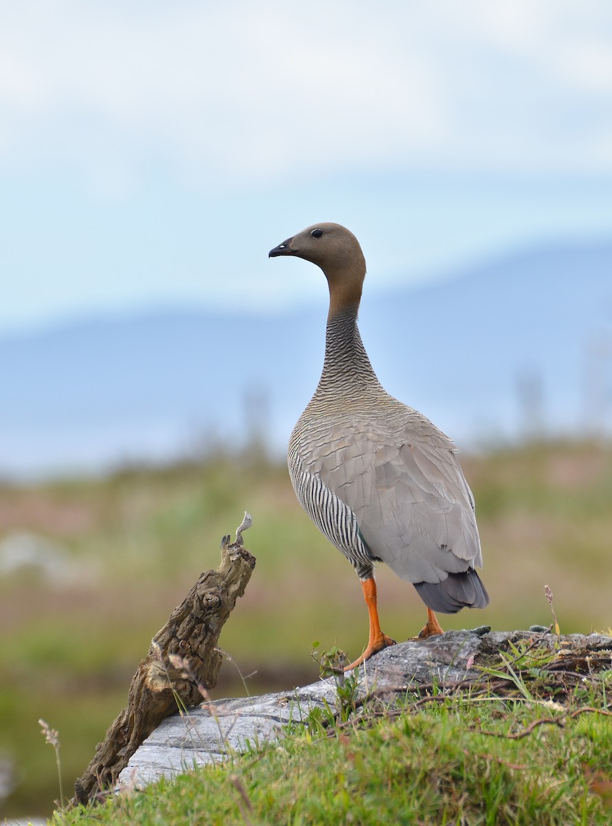 Cauquén Colorado - ML98938811