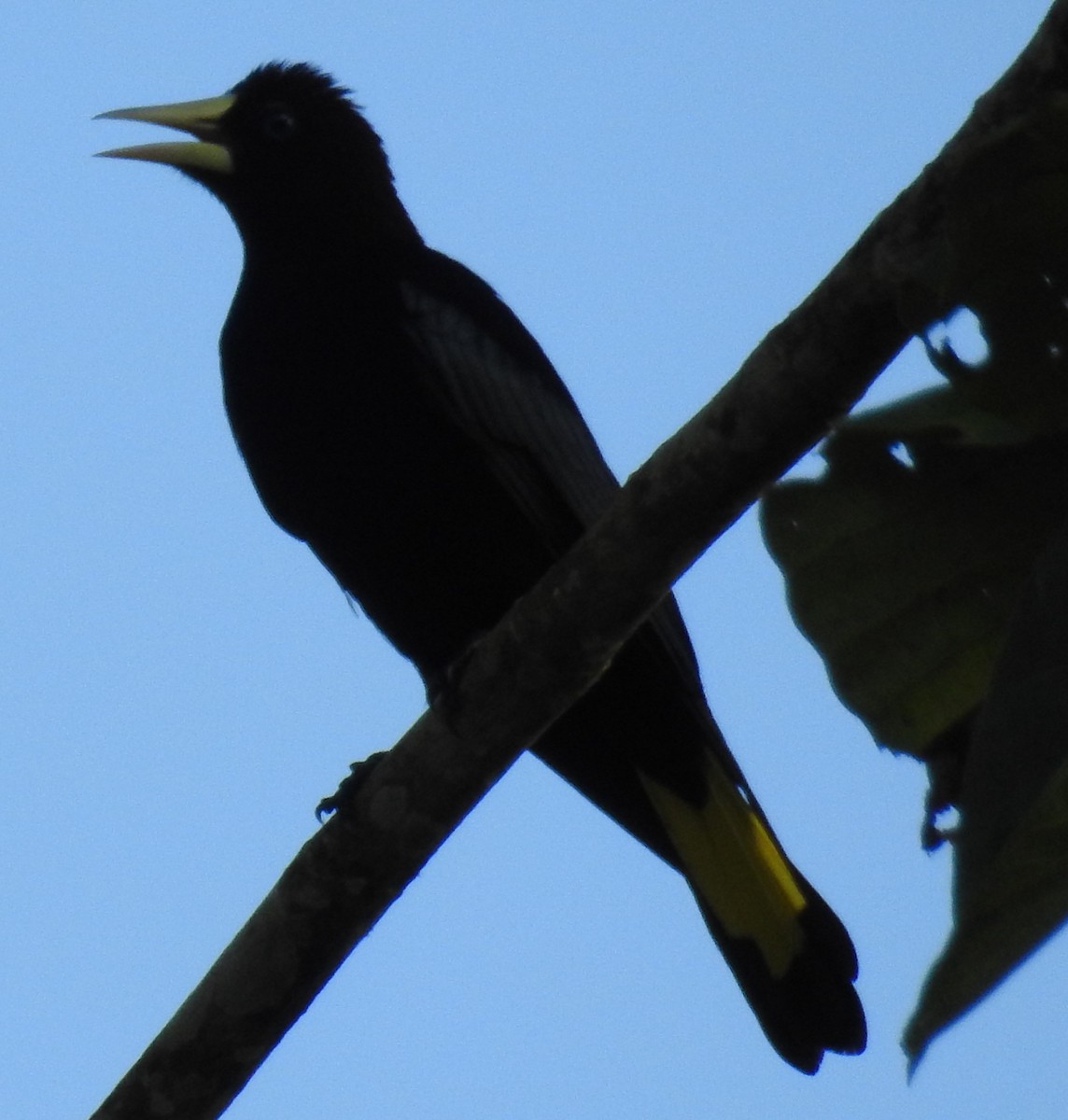 Band-tailed Cacique - Lizeth Burbano