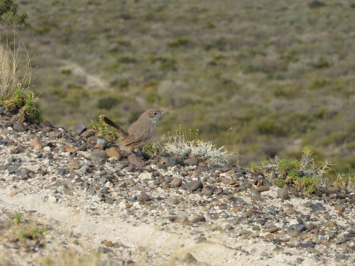 Fahltapaculo - ML98939021