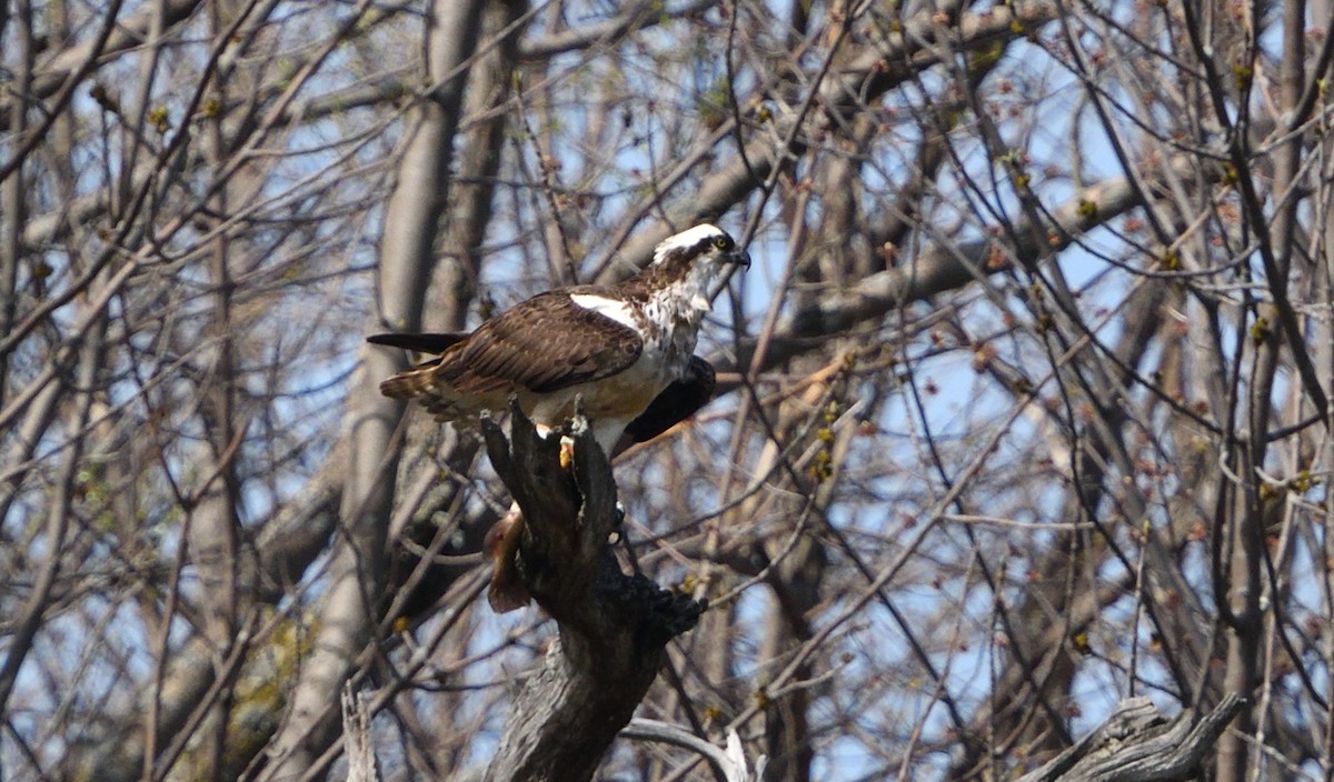 Osprey - Louis Lemay