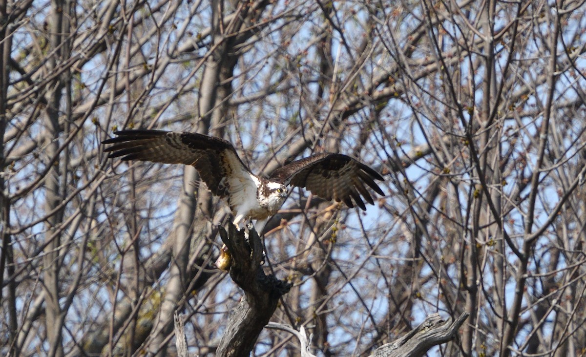 Osprey - Louis Lemay