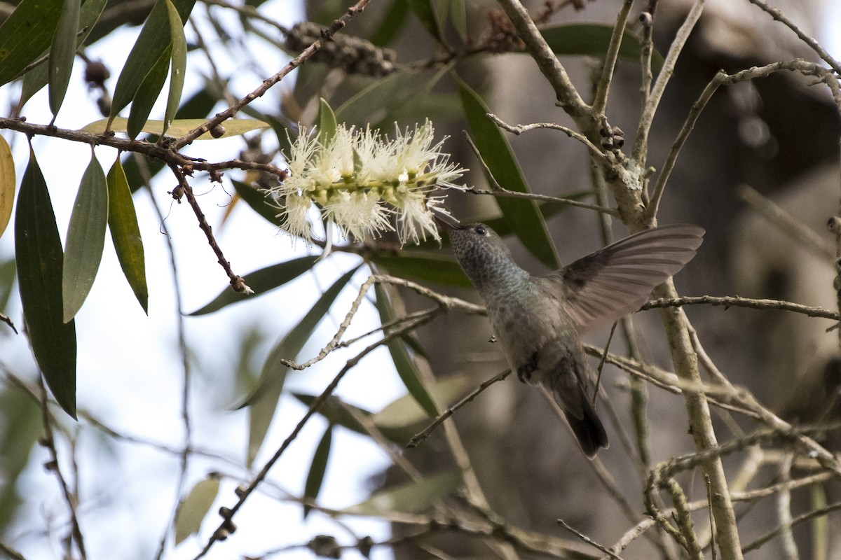 tupikolibri - ML98939801