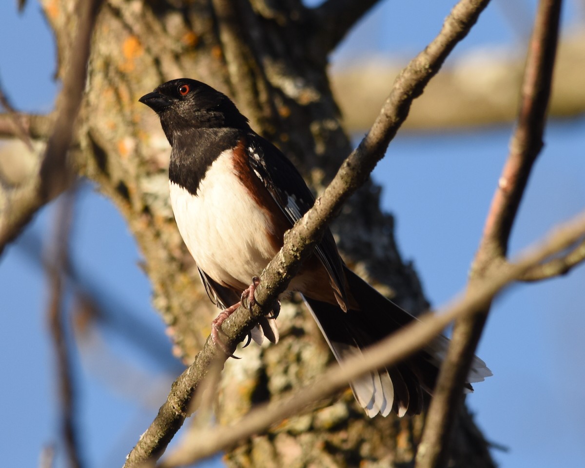 Eastern Towhee - ML98939891